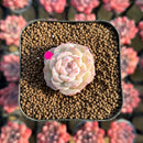 Echeveria 'Pure Love' 1" Changhee Original Hybrid Succulent Plant