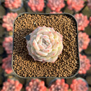Echeveria 'Pure Love' 1" Changhee Original Hybrid Succulent Plant