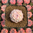 Echeveria 'Pure Love' 1" Changhee Original Hybrid Succulent Plant