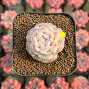 Echeveria 'Pure Love' 1" Changhee Original Hybrid Succulent Plant