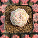 Echeveria 'Pure Love' 1" Changhee Original Hybrid Succulent Plant