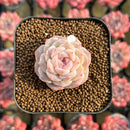 Echeveria 'Pure Love' 1" Changhee Original Hybrid Succulent Plant