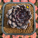Echeveria 'Black Pearl' 2" Succulent Plant Cutting