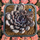 Echeveria 'Black Pearl' 2" Succulent Plant Cutting