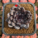 Echeveria 'Black Pearl' 2" Succulent Plant Cutting