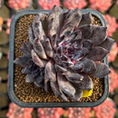 Echeveria 'Black Pearl' 2" Succulent Plant Cutting