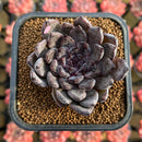 Echeveria 'Black Pearl' 2" Succulent Plant Cutting