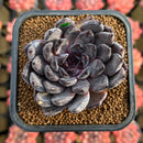 Echeveria 'Black Pearl' 2" Succulent Plant Cutting