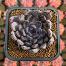 Echeveria 'Black Pearl' 2" Succulent Plant Cutting