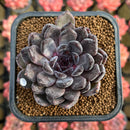 Echeveria 'Black Pearl' 2" Succulent Plant Cutting