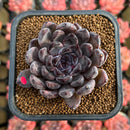 Echeveria 'Black Pearl' 2" Succulent Plant Cutting
