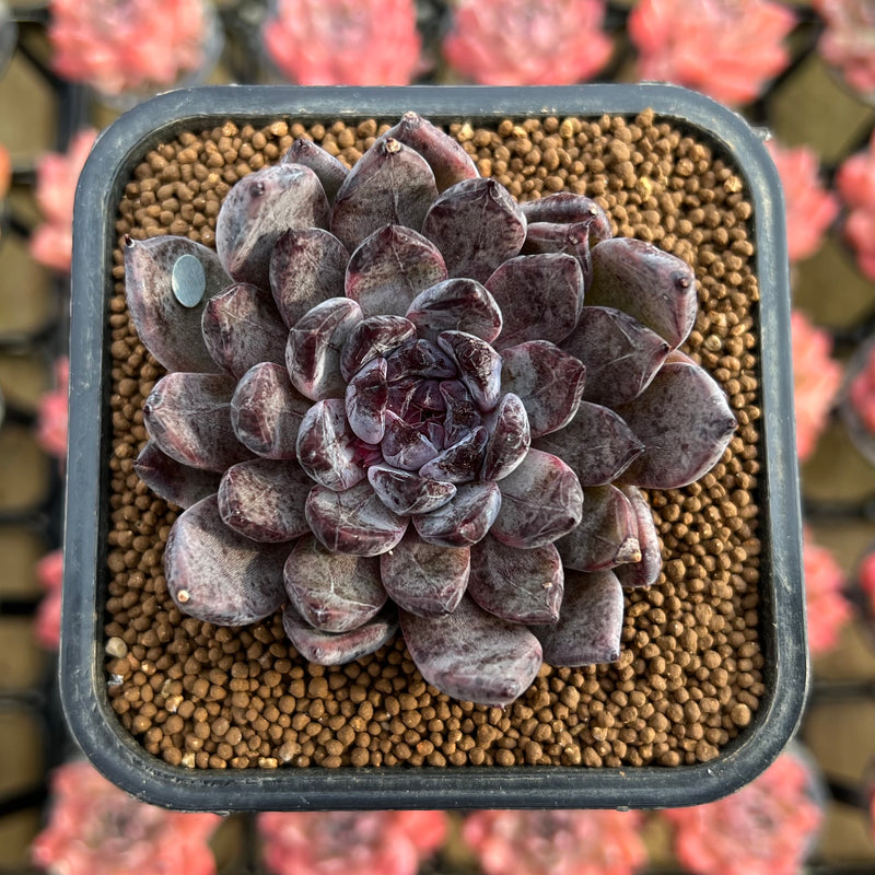 black pearl succulent Echeveria 'Black Pearl' 2" Succulent Plant Cutting