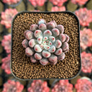 Echeveria 'Anthony Queen' 1"-2" New Hybrid Succulent Plant Cutting
