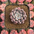 Echeveria 'Anthony Queen' 1"-2" New Hybrid Succulent Plant Cutting