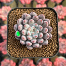 Echeveria 'Anthony Queen' 1"-2" New Hybrid Succulent Plant Cutting