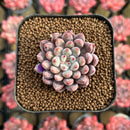 Echeveria 'Anthony Queen' 1"-2" New Hybrid Succulent Plant Cutting