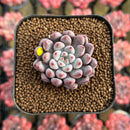 Echeveria 'Anthony Queen' 1"-2" New Hybrid Succulent Plant Cutting