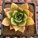 Echeveria Agavoides 'Firebird' 3" Succulent Plant Cutting