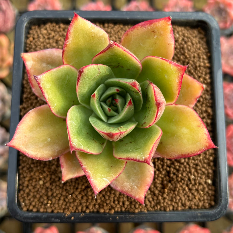 firebird succulent Echeveria Agavoides 'Firebird' 3" Succulent Plant Cutting – True Succulents  Plant Co