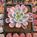 Echeveria 'Secunda' Variegated 3" Succulent Plant