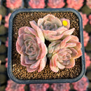 Echeveria Hybrid sp. 2" Air Magic Hybrid Succulent Plant Cutting