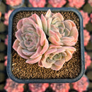 Echeveria Hybrid sp. 2" Air Magic Hybrid Succulent Plant Cutting