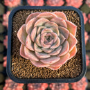 Echeveria Hybrid sp. 2" Air Magic Hybrid Succulent Plant Cutting