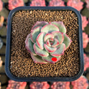 Echeveria 'Sensation' 2" Succulent Plant