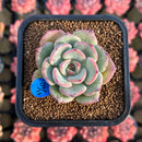 Echeveria 'Sensation' 2" Succulent Plant