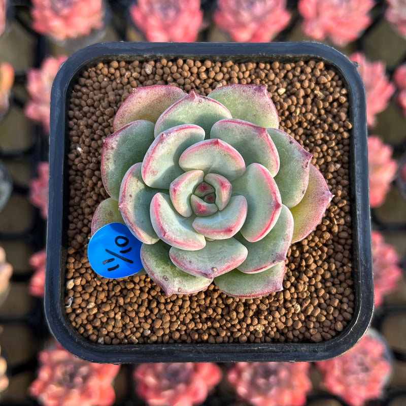 succulent sensations Echeveria 'Sensation' 2" Succulent Plant – True Succulents Plant Co