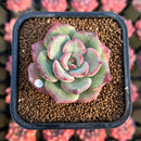 Echeveria 'Sensation' 2" Succulent Plant