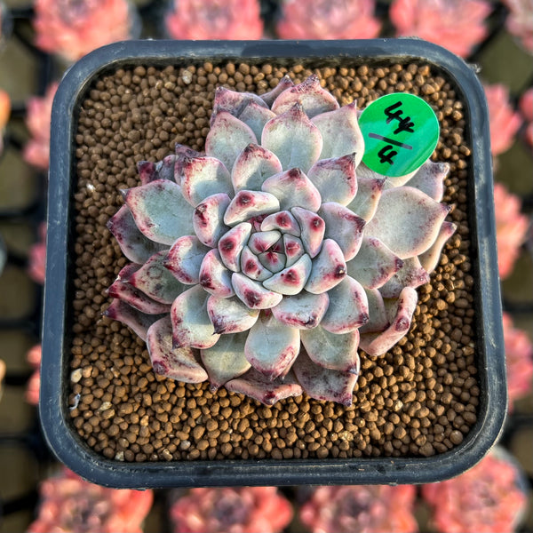 sakura様│サンプロテクト２　ルース２ Echeveria 'Sakura' 2