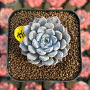 Echeveria 'Gray Rosa' 1"-2" Succulent Plant Cutting