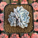 Echeveria 'Gray Rosa' 1"-2" Succulent Plant Cutting
