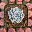 Echeveria 'Gray Rosa' 1"-2" Succulent Plant Cutting