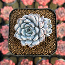 Echeveria 'Gray Rosa' 1"-2" Succulent Plant Cutting