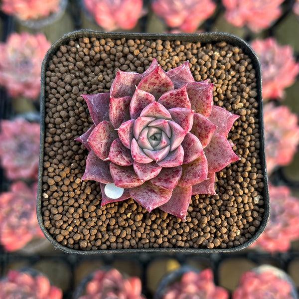 changhee succulent Echeveria Hybrid sp. 1"-2" Seed-Grown Changhee Original Hybrid Succule – True Succulents Plant Co