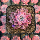 Echeveria Hybrid sp. 1"-2" Seed-Grown Changhee Original Hybrid Succulent Plant Cutting