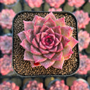 Echeveria Hybrid sp. 1"-2" Seed-Grown Changhee Original Hybrid Succulent Plant Cutting