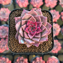 Echeveria Hybrid sp. 1"-2" Seed-Grown Changhee Original Hybrid Succulent Plant Cutting