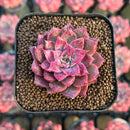 Echeveria Hybrid sp. 1"-2" Seed-Grown Changhee Original Hybrid Succulent Plant Cutting