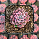 Echeveria Hybrid sp. 1"-2" Seed-Grown Changhee Original Hybrid Succulent Plant Cutting