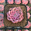 Echeveria Hybrid sp. 1"-2" Seed-Grown Changhee Original Hybrid Succulent Plant Cutting