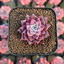 Echeveria Hybrid sp. 1"-2" Seed-Grown Changhee Original Hybrid Succulent Plant Cutting