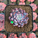 Echeveria 'Boa' 2" Succulent Plant