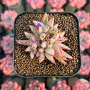 Echeveria Agavoides 'Elkhorn' Variegated Crested 2" Succulent Plant Cutting
