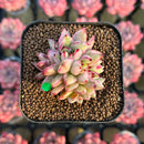 Echeveria Agavoides 'Elkhorn' Variegated Crested 2" Succulent Plant Cutting