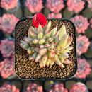 Echeveria Agavoides 'Elkhorn' Variegated Crested 2" Succulent Plant Cutting