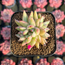 Echeveria Agavoides 'Elkhorn' Variegated Crested 2" Succulent Plant Cutting