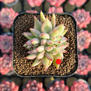 Echeveria Agavoides 'Elkhorn' Variegated Crested 2" Succulent Plant Cutting
